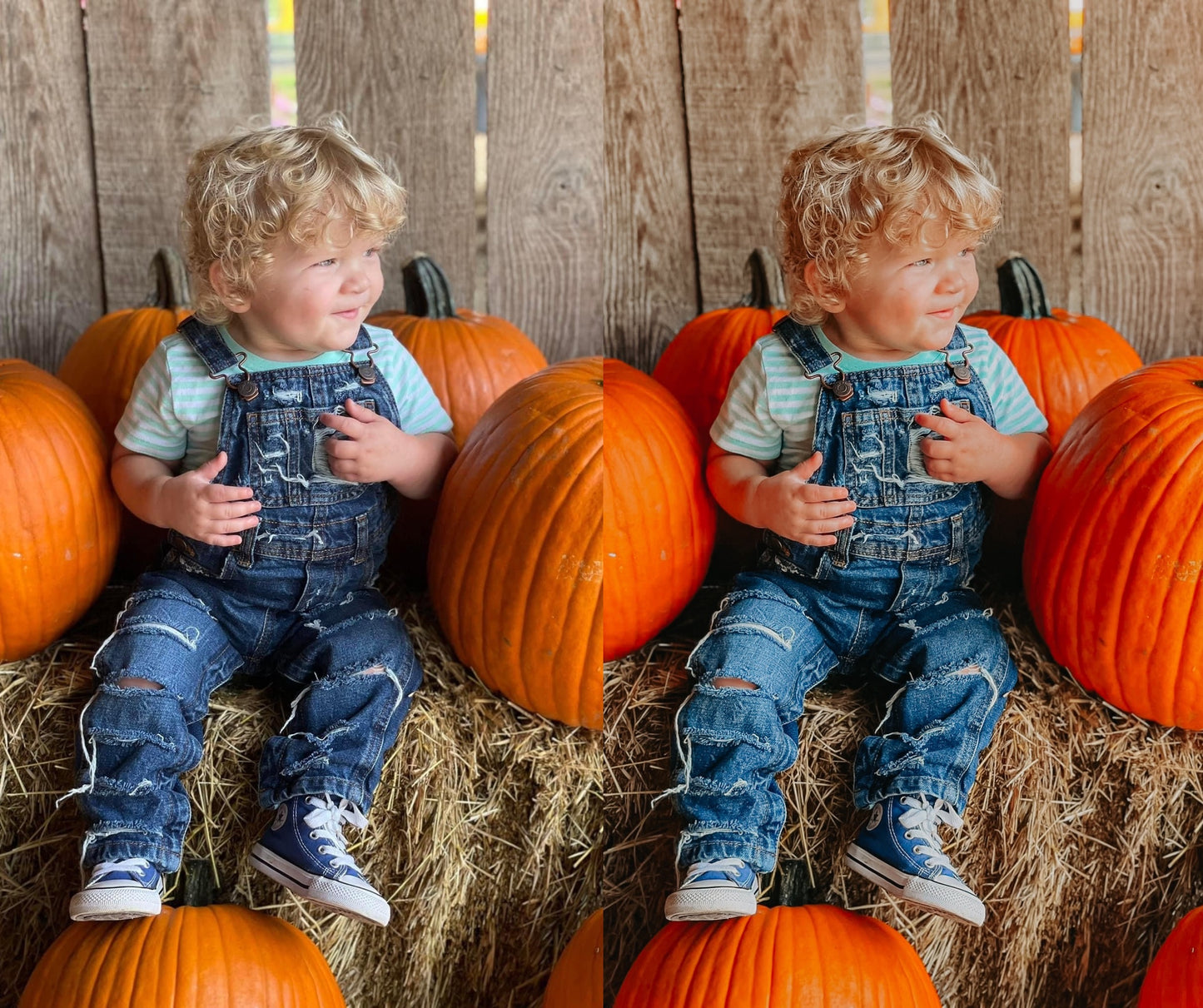 Pumpkin Harvest